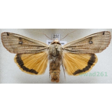 Noctua pronuba (Linnaeus, 1758) Rolnica tasiemka Czech25f